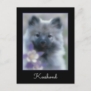 Keeshond en Columbine Briefkaart