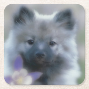 Keeshond en Columbine Kartonnen Onderzetters