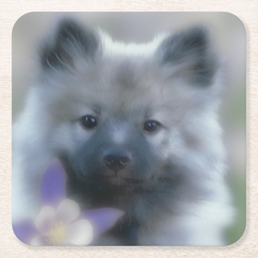 Keeshond en Columbine Kartonnen Onderzetters (Voorkant)