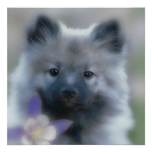 Keeshond en Columbine Poster (Voorkant)