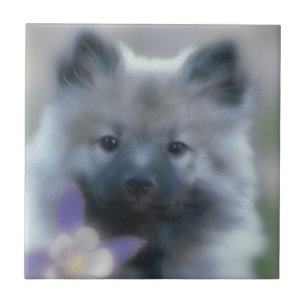 Keeshond en Columbine Tegeltje