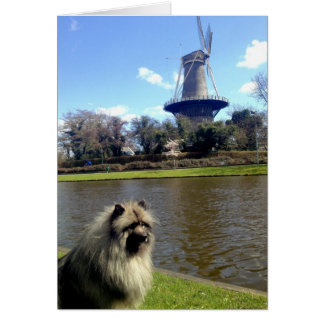 Keeshond en Dutch Windmill