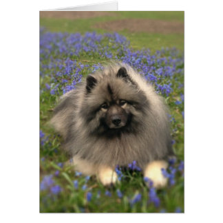Keeshond en Flowers