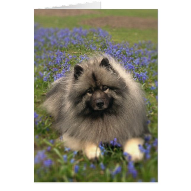 Keeshond en Flowers (Voorkant)