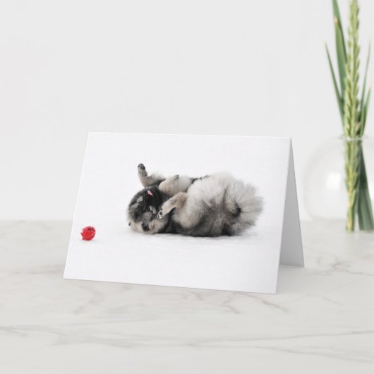 Keeshond Greeting Card Kaart (Voorkant)