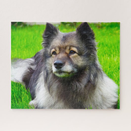 Keeshond hond. legpuzzel (Horizontaal)