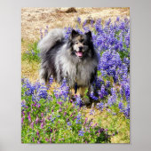 Keeshond in de Lupine Bloom Poster (Voorkant)
