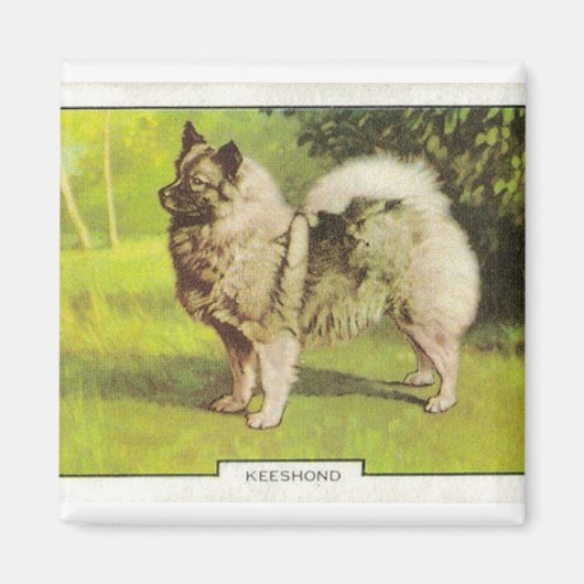 Keeshond Magneet (Voorkant)