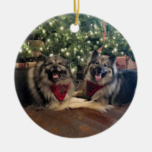 Keeshond met kerstboom