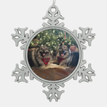 Keeshond met kerstboom