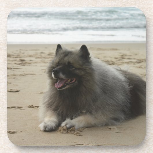 keeshond op het strand.png onderzetter (Voorkant)