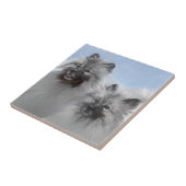 Keeshond Paar van Kees Schilderen Originele Dieren Tegeltje (Zijkant)