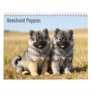 Keeshond Puppies 2027 Muurkalender Kalender