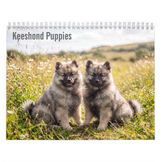 Keeshond Puppies 2027 Muurkalender Kalender