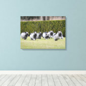 Keeshond puppies hardlopen canvas afdruk (Insitu (Houten vloer))