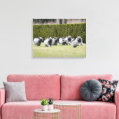 Keeshond puppies hardlopen canvas afdruk (Insitu (Woonkamer))