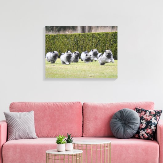 Keeshond puppies hardlopen canvas afdruk (Insitu (Woonkamer))