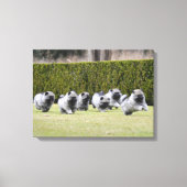 Keeshond puppies hardlopen canvas afdruk (Voorkant)