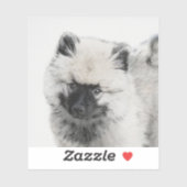 Keeshond Puppy Drawing - Cute Original Dog Art Sticker (Vel)