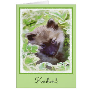 Keeshond Puppy in de Garden Painting Originele Kun