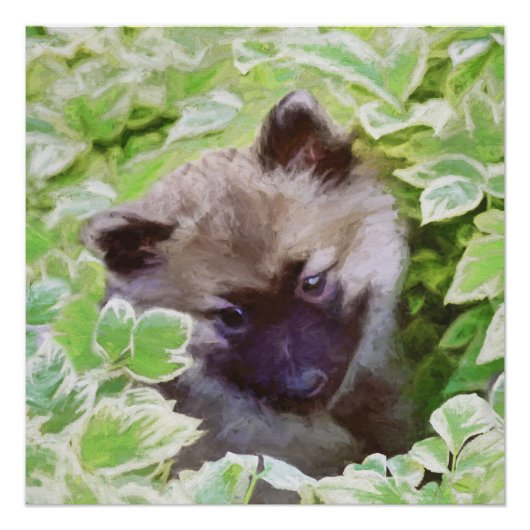 Keeshond Puppy in de Garden Painting Originele Kun Poster (Voorkant)