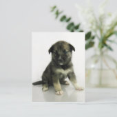 Keeshond Siberian Husky Briefkaart (Staand voorkant)