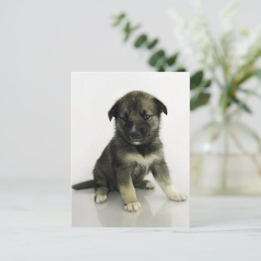 Keeshond Siberian Husky Briefkaart (Staand voorkant)