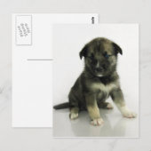 Keeshond Siberian Husky Briefkaart (Voorkant / Achterkant)