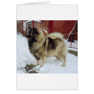 keeshond vol.png
