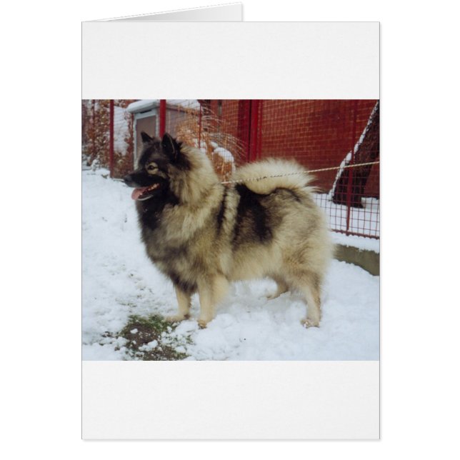 keeshond vol.png (Voorkant)