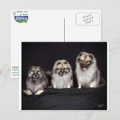 Keeshonden "Voor Keeps!" Briefkaart (Voorkant / Achterkant)