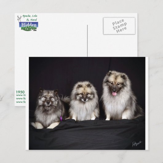 Keeshonden "Voor Keeps!" Briefkaart (Voorkant / Achterkant)