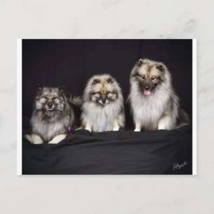 Keeshonden "Voor Keeps!" Briefkaart