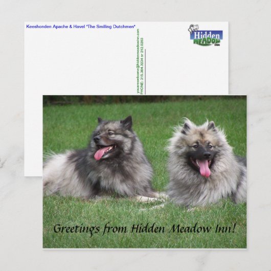 Keeshonds Apache & Havel Smiling Dutchmen Postcard Briefkaart (Voorkant / Achterkant)