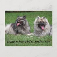 Keeshonds Apache & Havel Smiling Dutchmen Postcard
