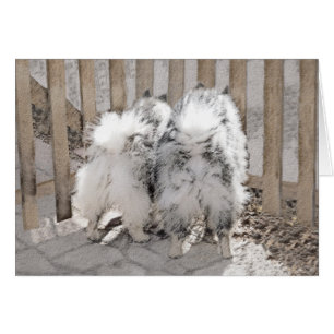 Keeshonds bij het schilderen van de poort - Oorspr