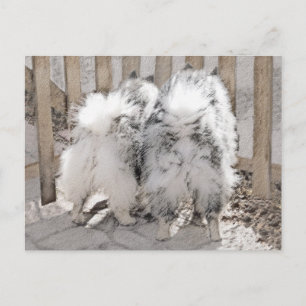 Keeshonds bij het schilderen van de poort - Oorspr Briefkaart