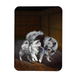 Keespap Playtime schilderen - Cute Original Dog Ar Magneet