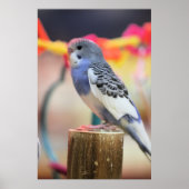Keet Poster (Voorkant)