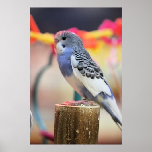 Keet Poster (Voorkant)