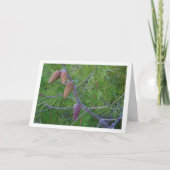 Kegels van coniferen op pijnboom kaart (Voorkant)