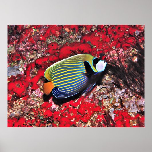 keizer Angelfish op de Malediven Poster (Voorkant)