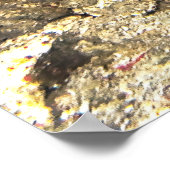 Keizer Angelfish van Raja Ampat Poster (Hoek)