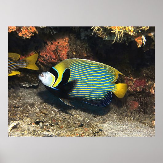 Keizer Angelfish van Raja Ampat Poster (Voorkant)