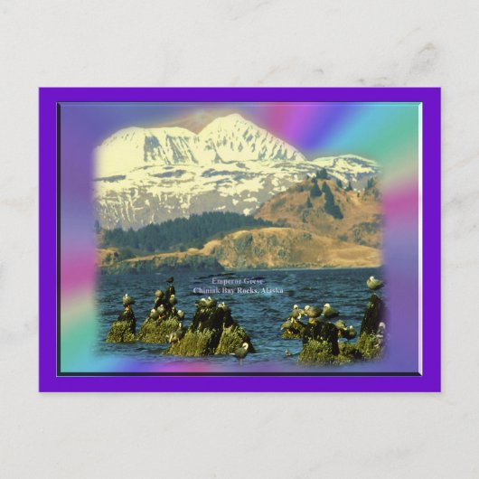 keizer Geese op de baai van Chiniak bij Chiniak, A Briefkaart (Voorkant)