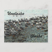 keizer Geese op het strand Briefkaart (Voorkant)