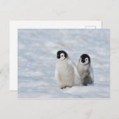 keizer Penguin Chicks Antarctica Briefkaart (Voorkant / Achterkant)