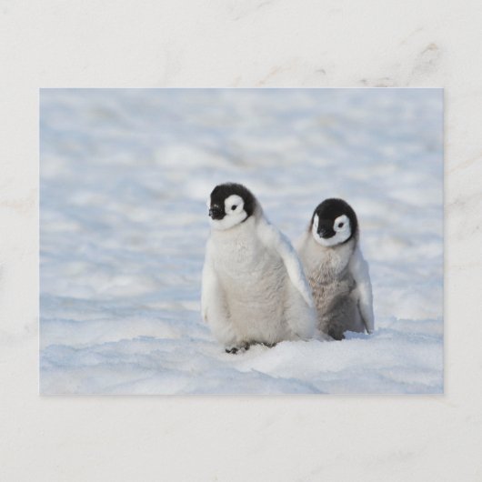 keizer Penguin Chicks Antarctica Briefkaart (Voorkant)