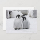 keizer Penguin Chicks on Ice in Antarctica Briefkaart (Voorkant / Achterkant)