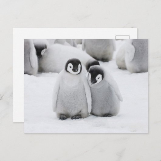 keizer Penguin Chicks on Ice in Antarctica Briefkaart (Voorkant / Achterkant)